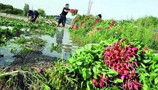 آبیاری مزارع جنوب تهران با فاضلاب