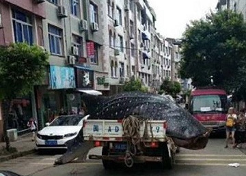 فروش کوسه نهنگ غول‌پیکر در بازار ماهی‌فروشان چین  